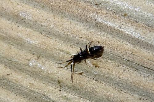 Réf. 238 685 : Orchesella cincta